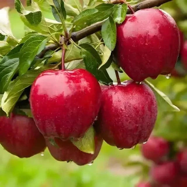 Red Delicious Apple Trees For Sale at Ty Ty Nursery