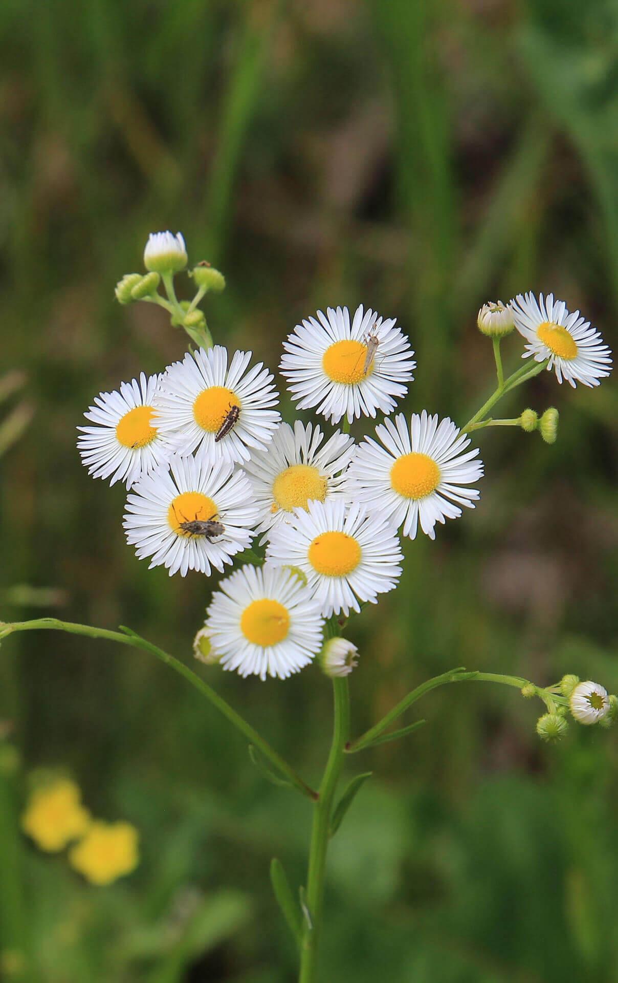 Yellow Daisies - Wholesale