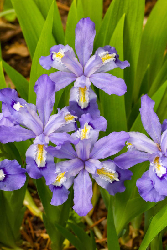 Iris Cristata