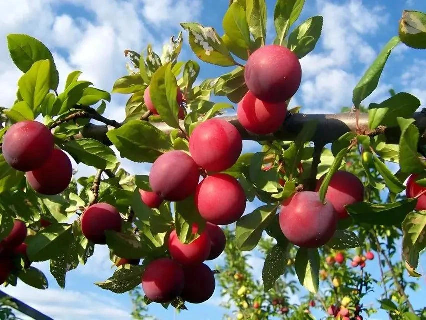 Methley Plum Trees for Sale