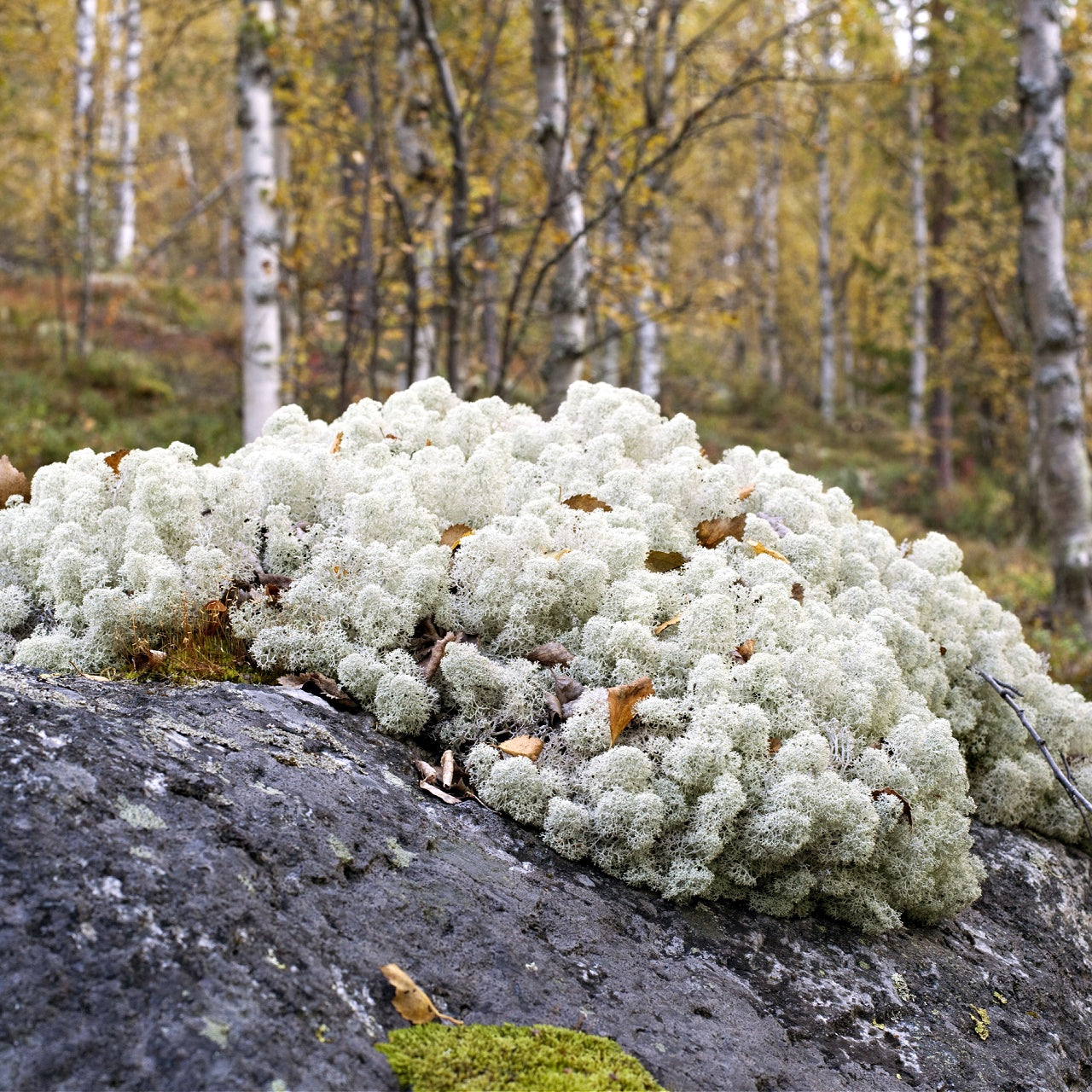 Reindeer deals Moss