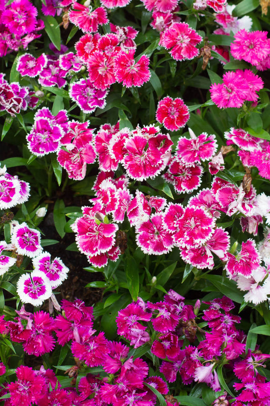 Dianthus Tri-Color