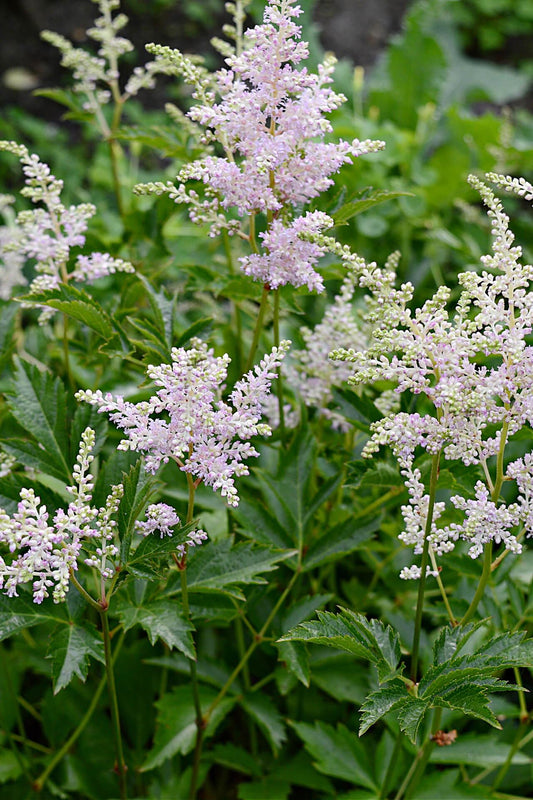 Goat's Beard Plant