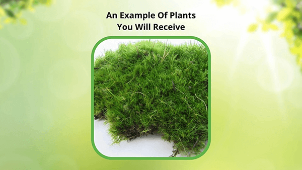 Lush Cushion Moss plant with vibrant green dense foliage
