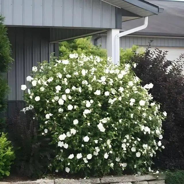 White Hibiscus Plants For Sale - Fast Delivery