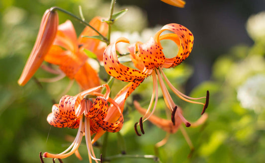 Vibrant orange lily perennials with red spots and curling petals in autumn colors