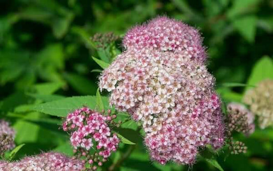 Fluffy pink and white flowering shrub with feathery petals