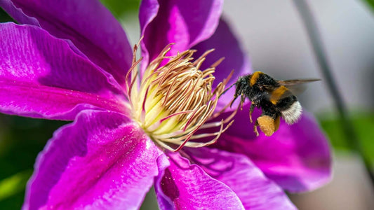 Fuzzy bumblebee with white-tipped legs on purple flower in garden