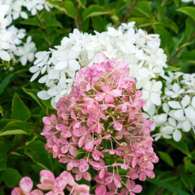Delicate pink and white Pee Gee hydrangea blossoms with green foliage