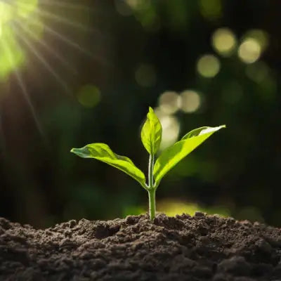 TN Nursery green sprout emerging from dark soil in warm sunbeam
