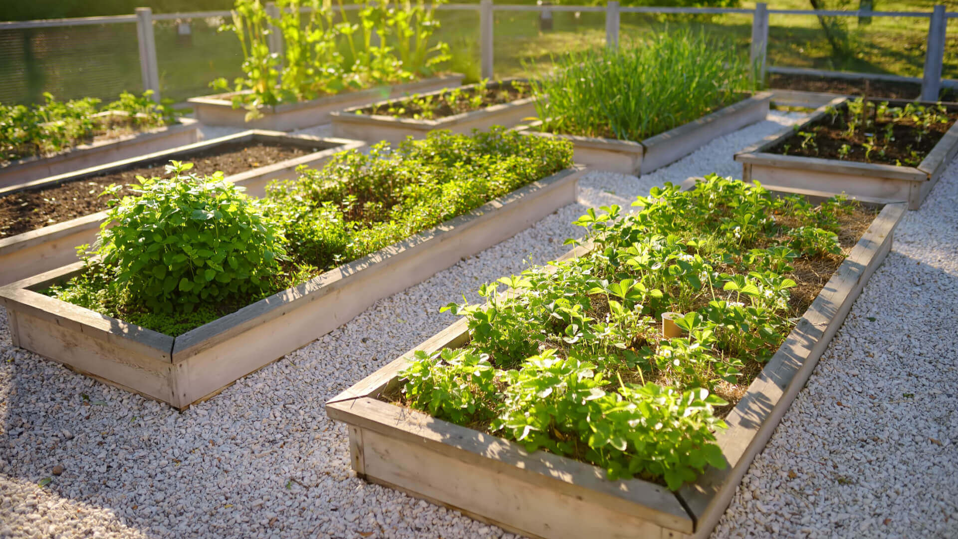 Rectangular wooden raised garden beds filled with lush green plants