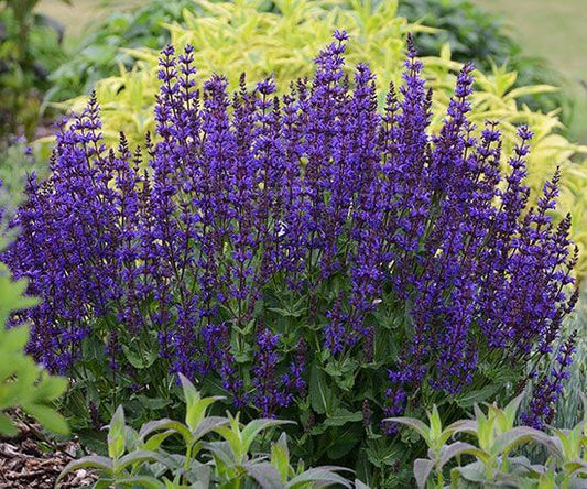 Vibrant purple salvia in perennial garden with dense flower clusters