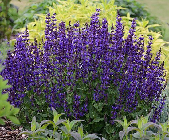 Vibrant purple salvia in perennial garden with dense flower clusters