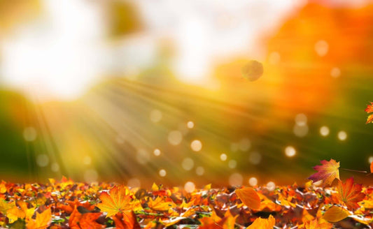 Vibrant autumn maple leaves for fall planting and spring garden beauty