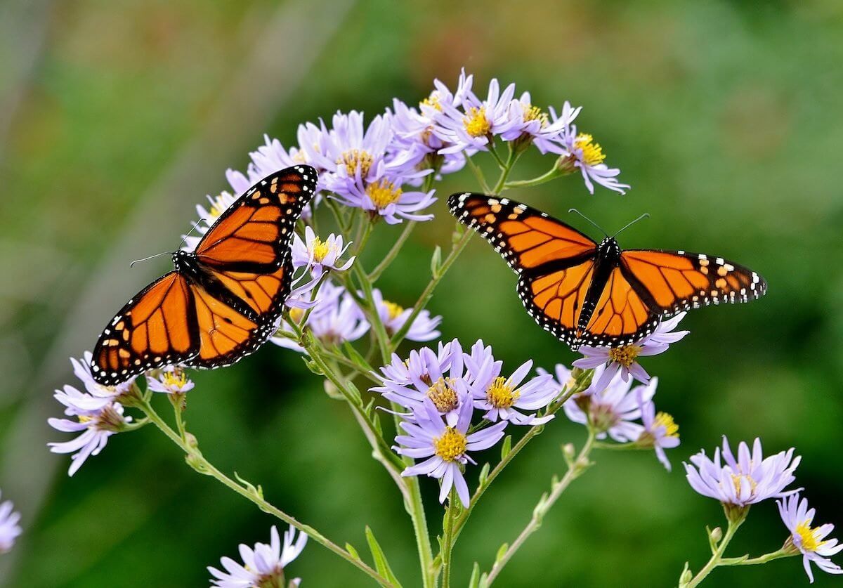 Monarch butterflies on purple wildflowers for gardens