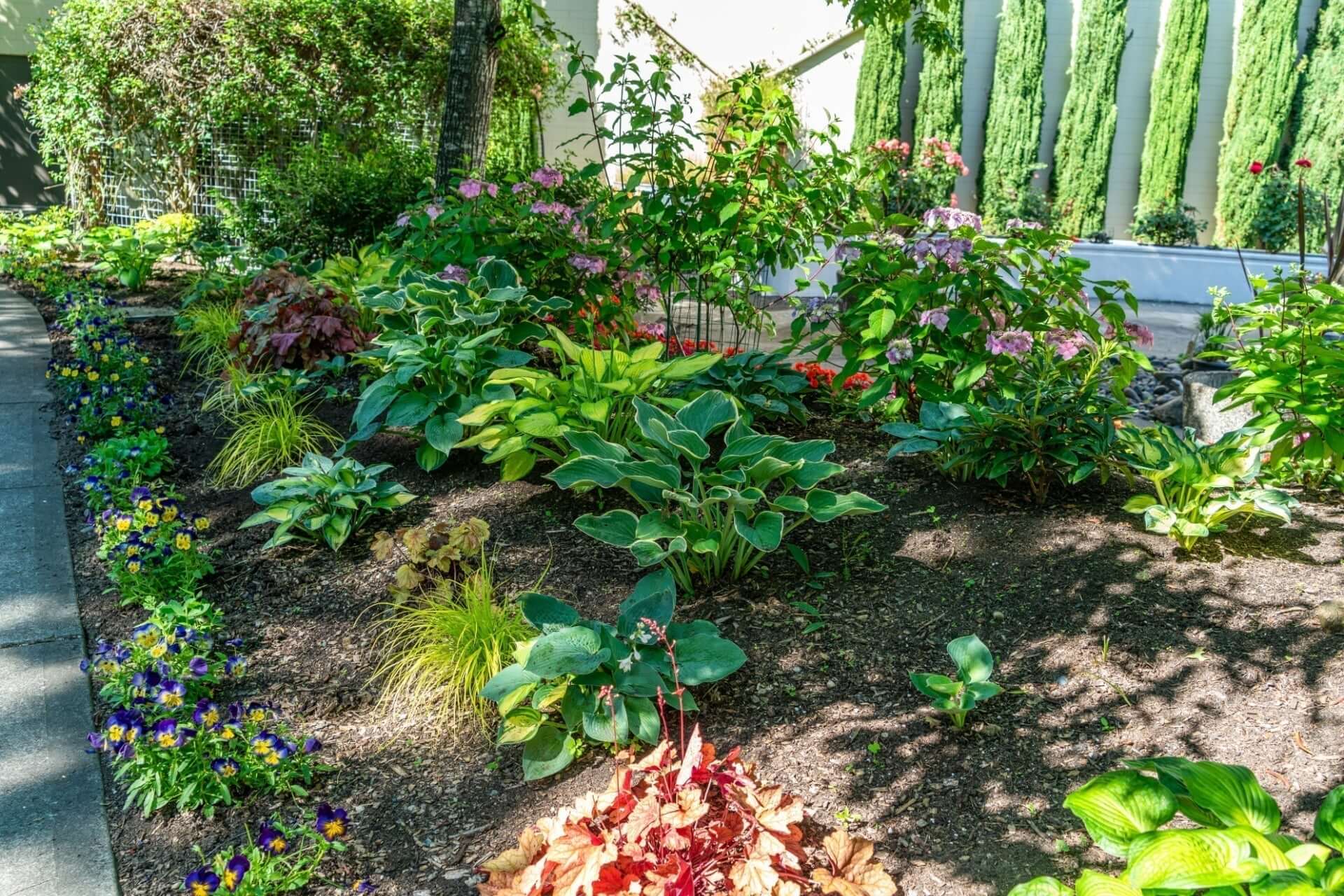 Vibrant hostas, hydrangeas, pansies and red foliage in wellbeing garden bed