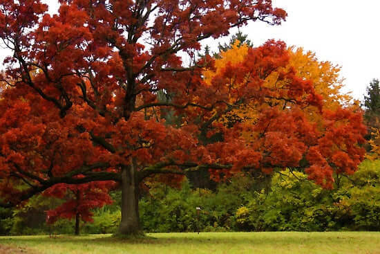 Majestic red oak tree with vibrant red and orange autumn leaves in field