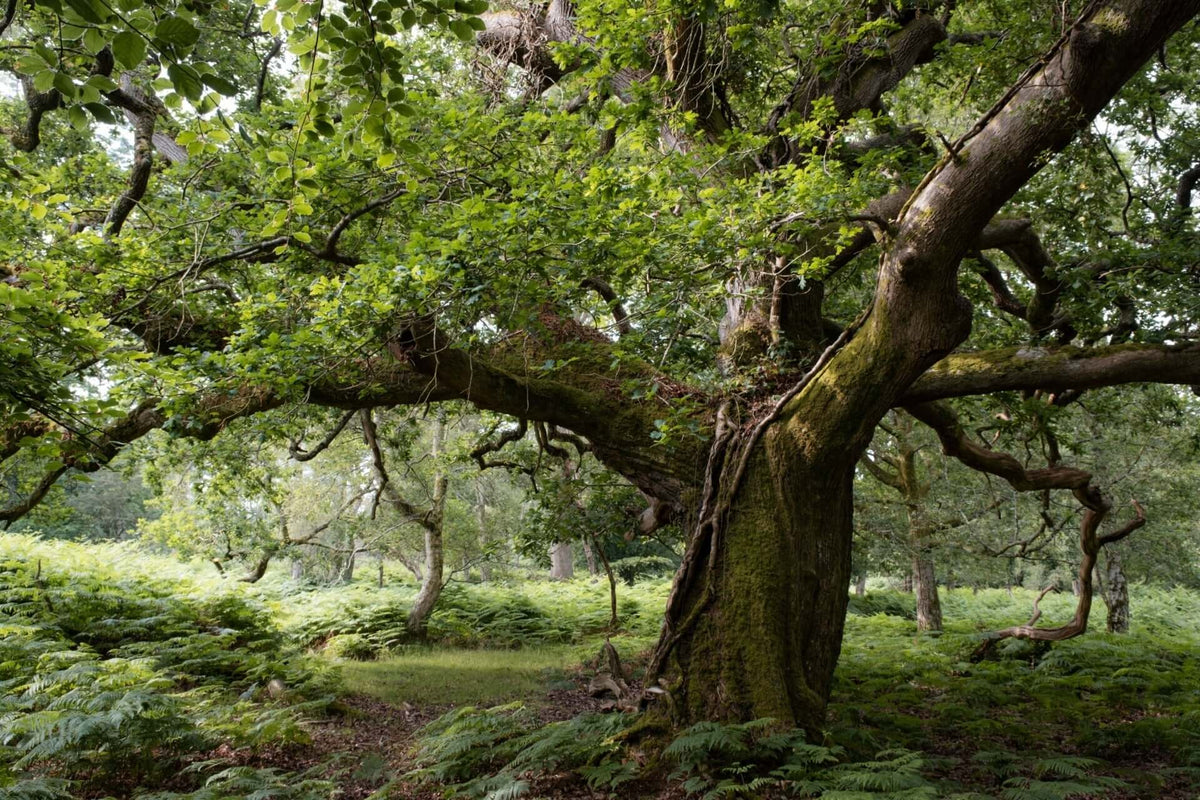 Moss-covered gnarled oak tree trunk with sprawling branches and lush foliage