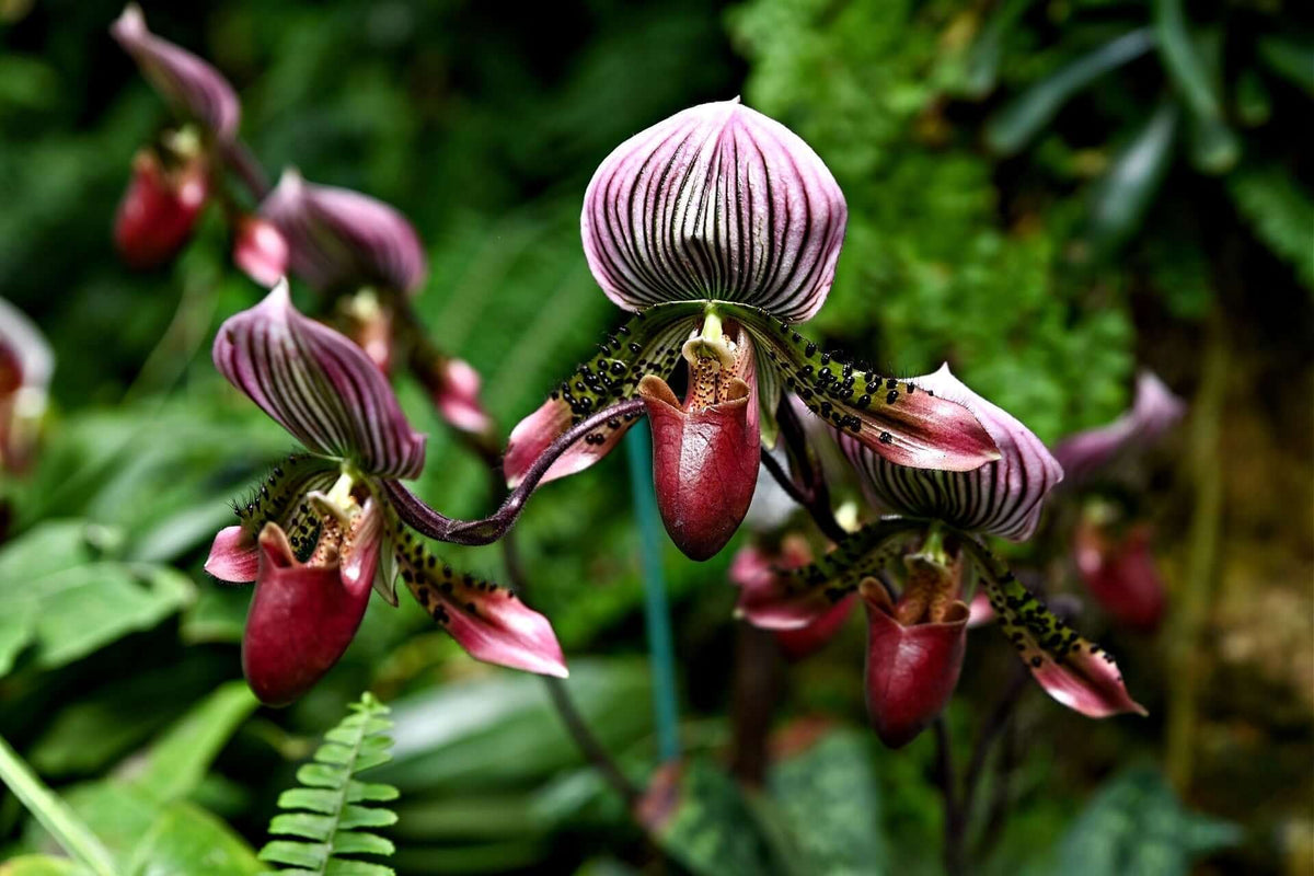 Rare pink and purple striped paphiopedilum orchids with red pouches, native gems