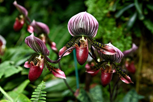 Rare pink and purple striped paphiopedilum orchids with red pouches, native gems