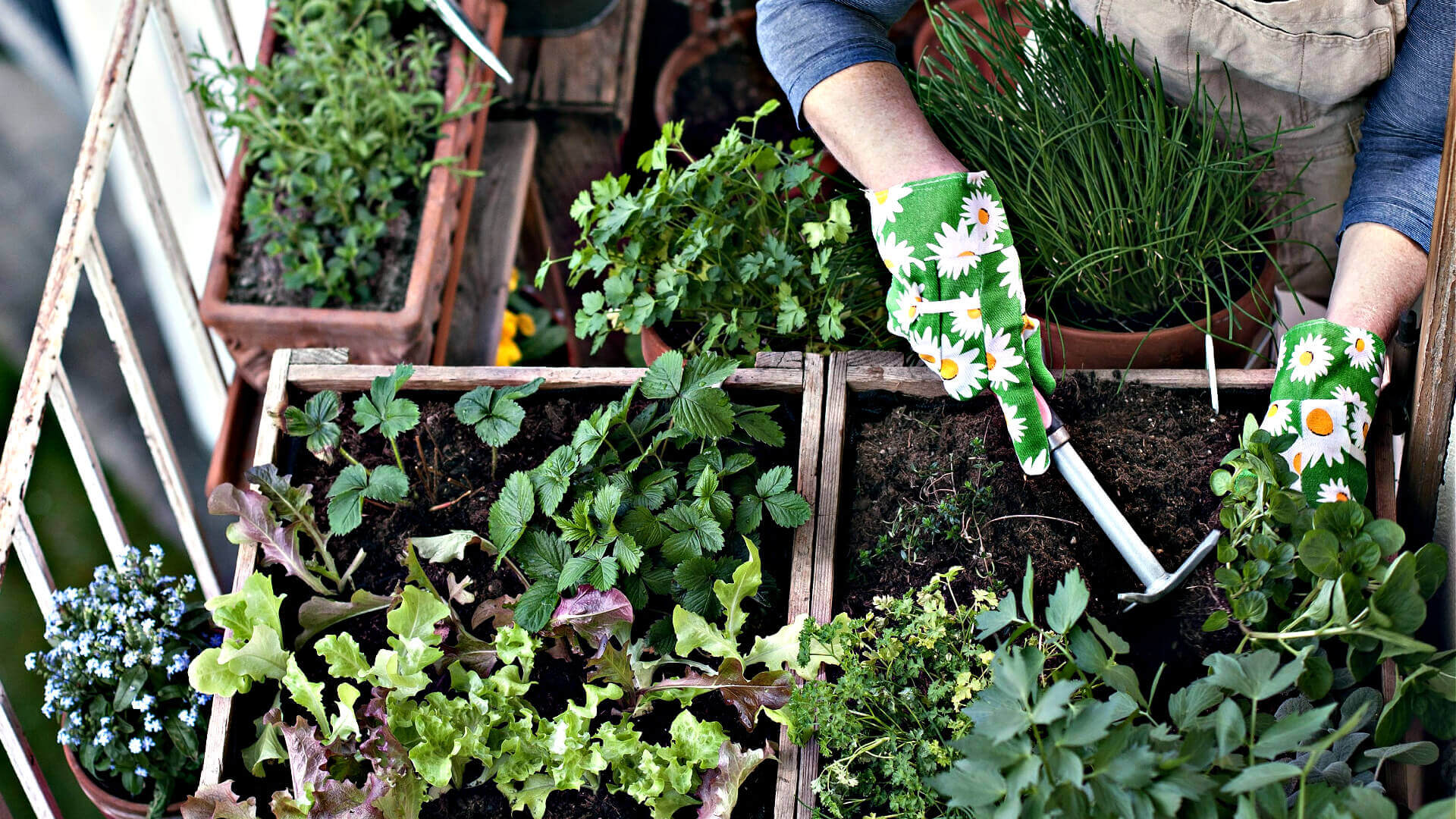 Green daisy-patterned gardening gloves for container herb gardening