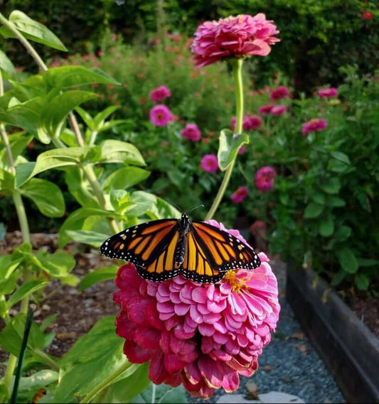 Monarch butterfly on pink zinnia attracts pollinators in perennials