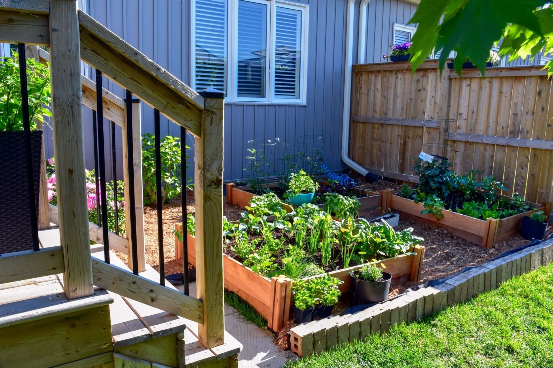 Wooden raised bed with green plants and mulch for square foot gardening