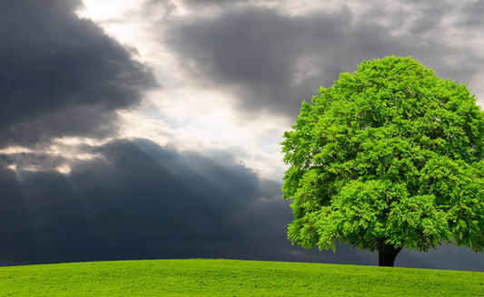 Majestic beech tree with lush canopy on grassy hill under dramatic sky