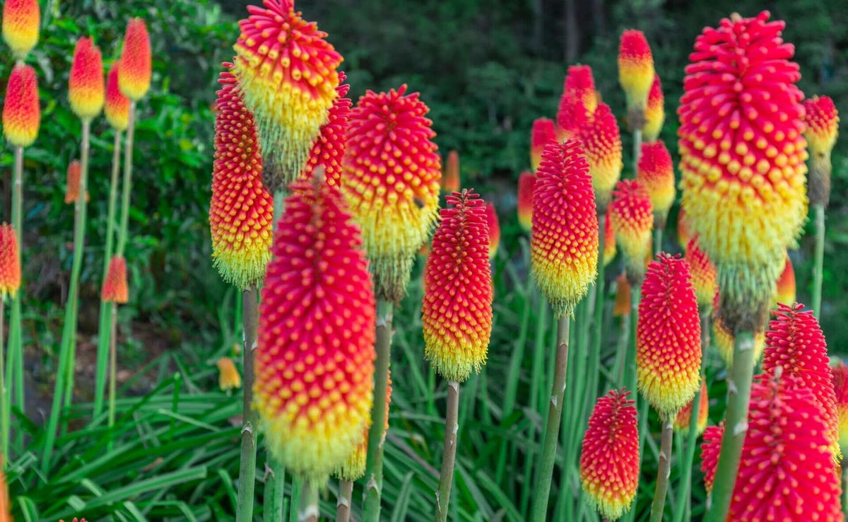 Vibrant red hot poker flowers with tall stems amid green foliage