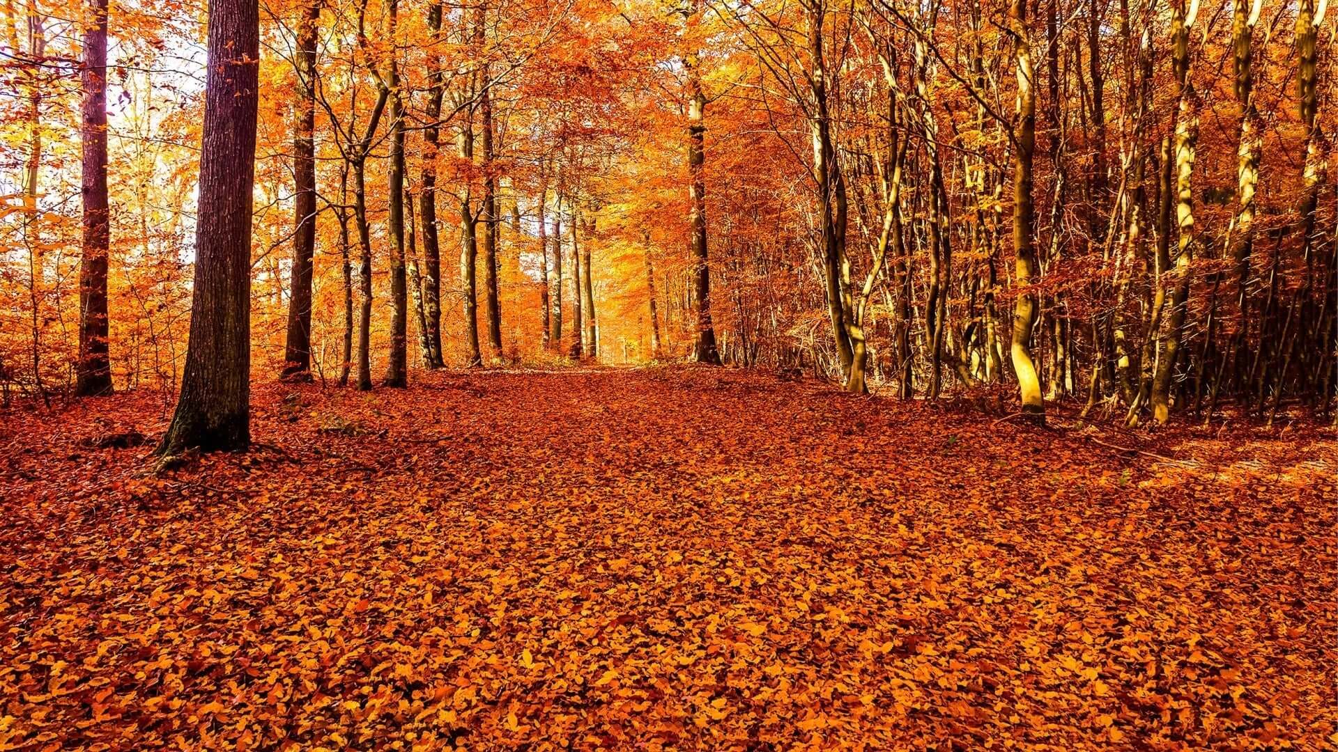 Vibrant orange golden autumn leaves blanket forest floor under tall trees