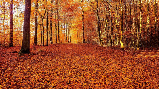 Vibrant orange golden autumn leaves blanket forest floor under tall trees