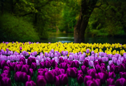 Vibrant purple and yellow tulips blooming in lush green park for tulip garden