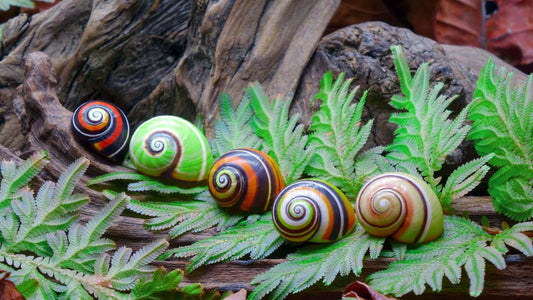 Hand-painted glass snail shells with vibrant swirls among rare ferns