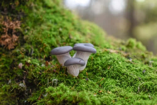 Three grayish-blue oyster mushrooms on native US mossy surface