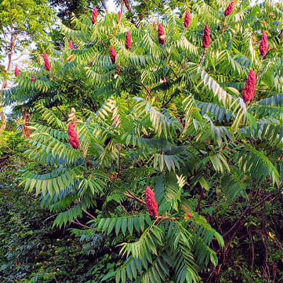 Vibrant red staghorn sumac bush with lush green serrated leaves in Smooth Sumac article