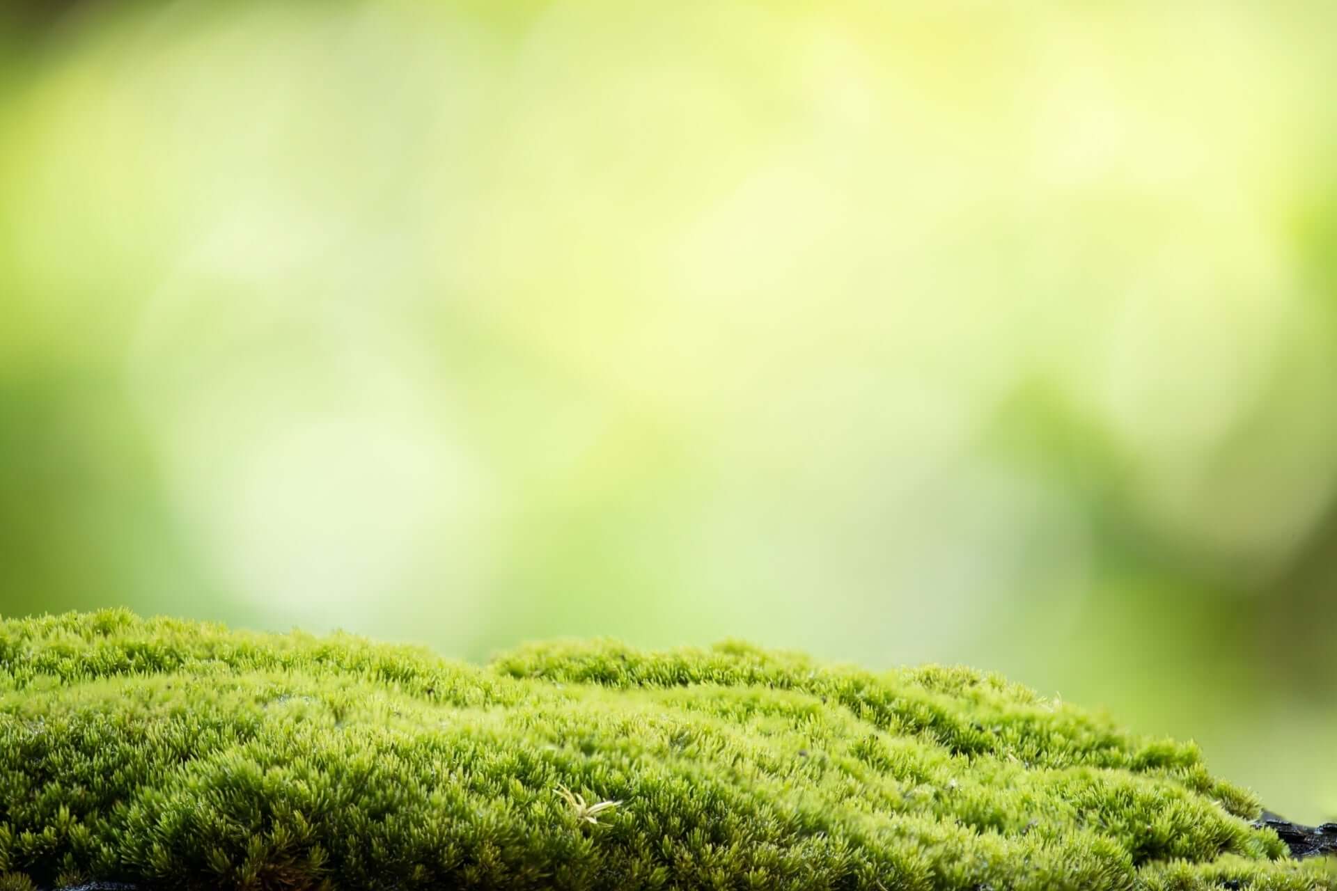 Vibrant green mossy surface for moss landscaping