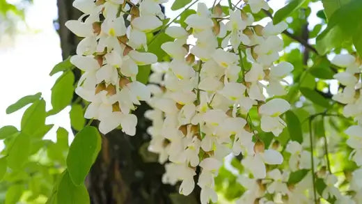 White wisteria native plant cluster hanging from tree branch in sunlight