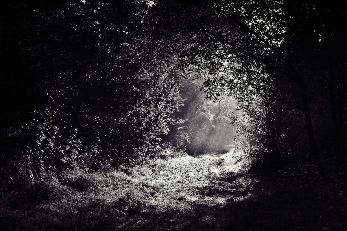 Sunlit forest path with light beams through trees for moonlight garden