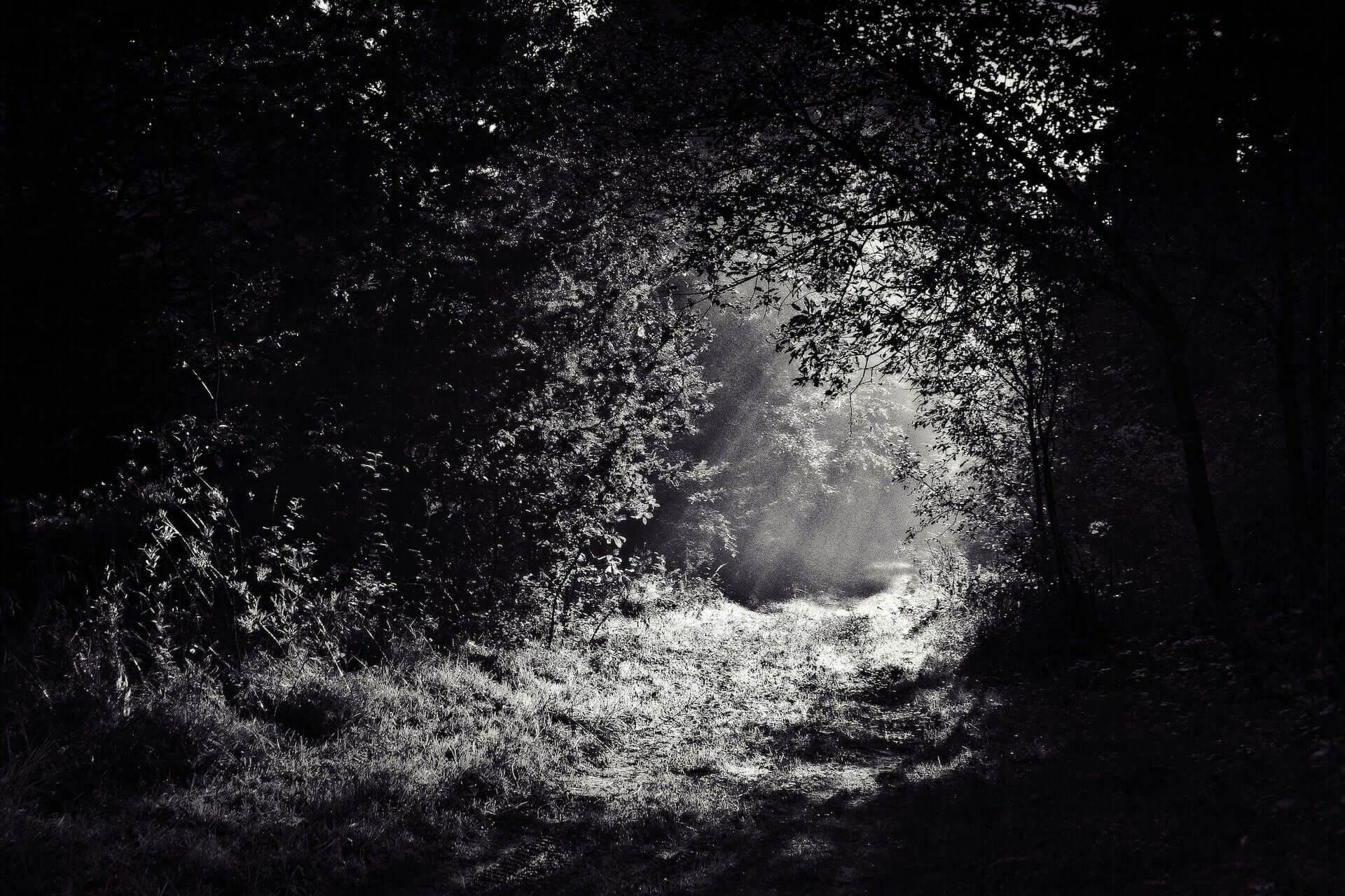 Sunlit forest path with light beams through trees for moonlight garden