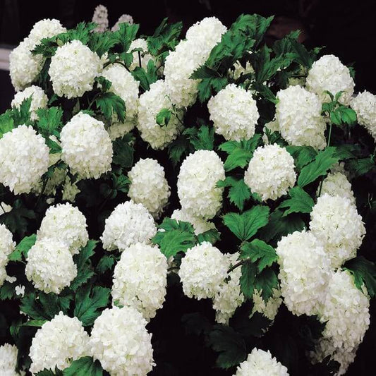Lush white hydrangea blossoms amid arrowwood viburnum shrub leaves