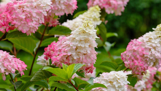 Pink and white hydrangea blossoms with clustered petals in flowering shrub