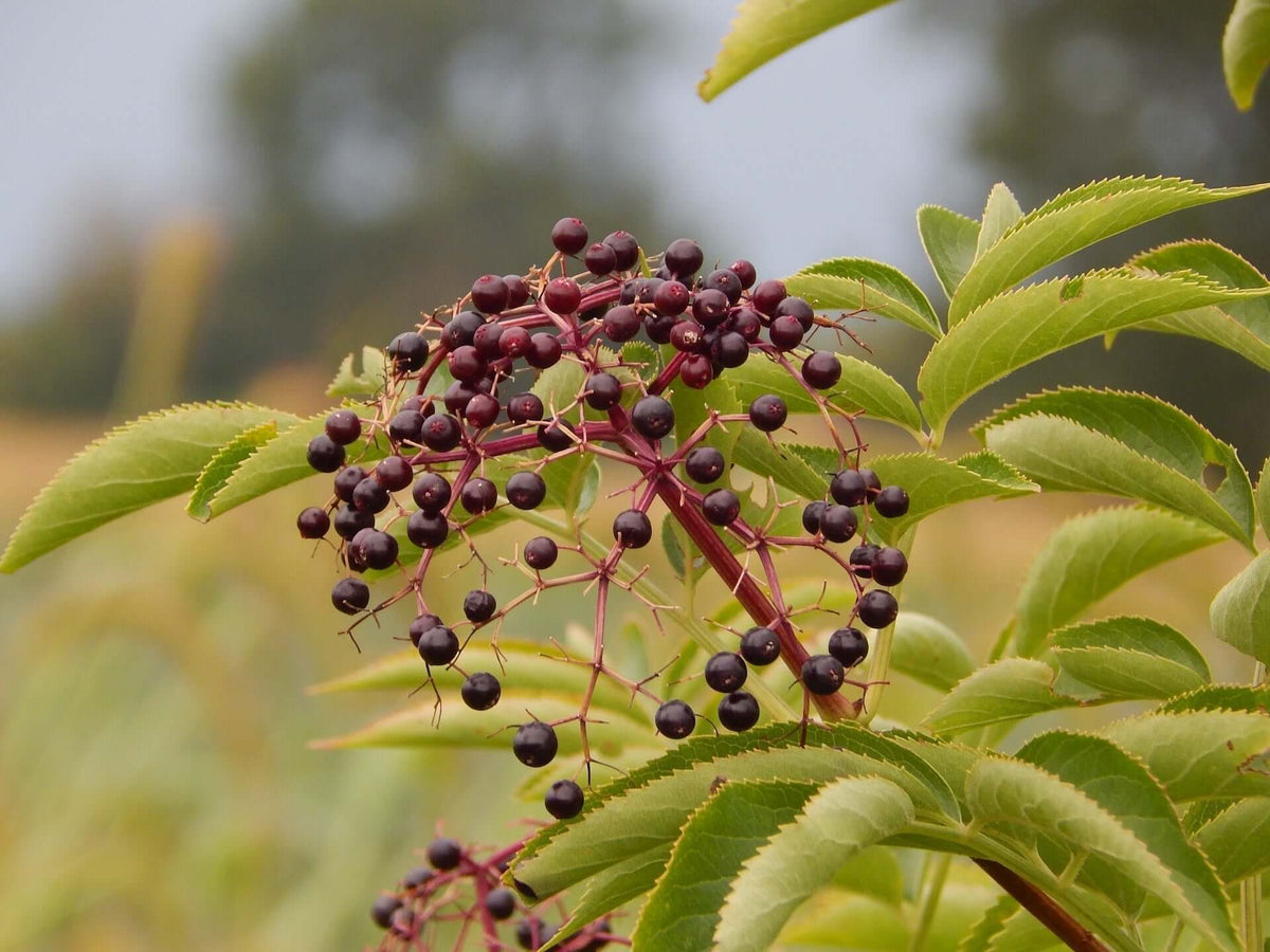 Cluster of dark purple elderberries on reddish stem with green leaves