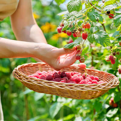 Woven wicker basket of ripe red raspberries for edible home landscaping