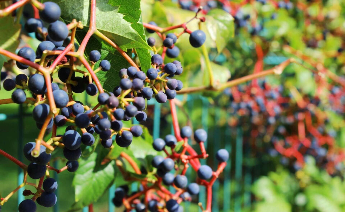 Bunches of deep purple grapes on wild vines with green leaves on fence