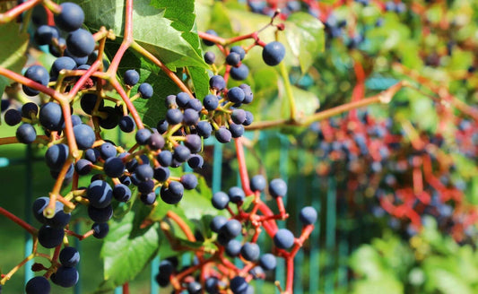 Bunches of deep purple grapes on wild vines with green leaves on fence