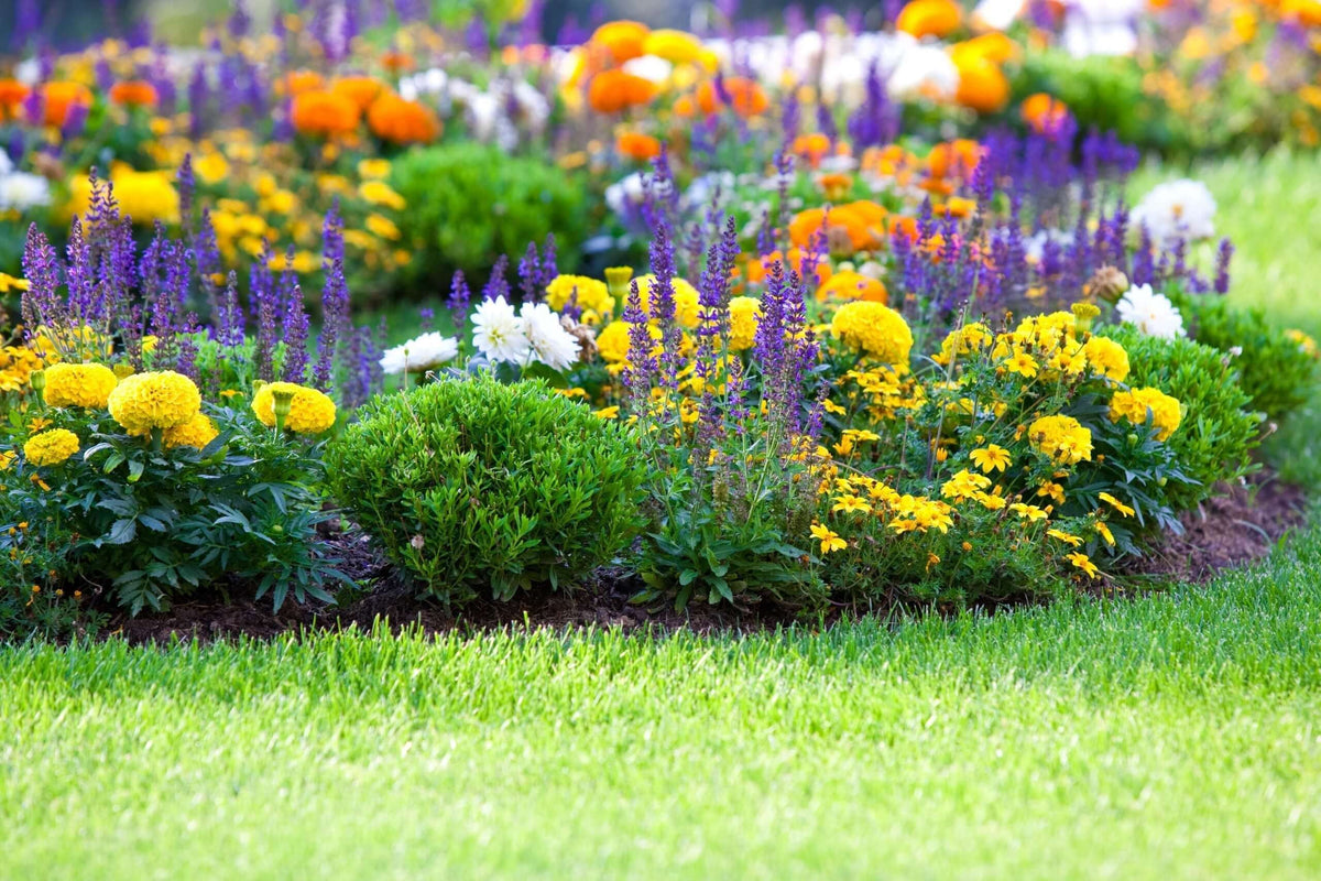 Vibrant perennial garden bed with purple, yellow, white flowers