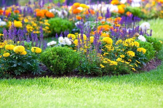 Vibrant perennial garden bed with purple, yellow, white flowers
