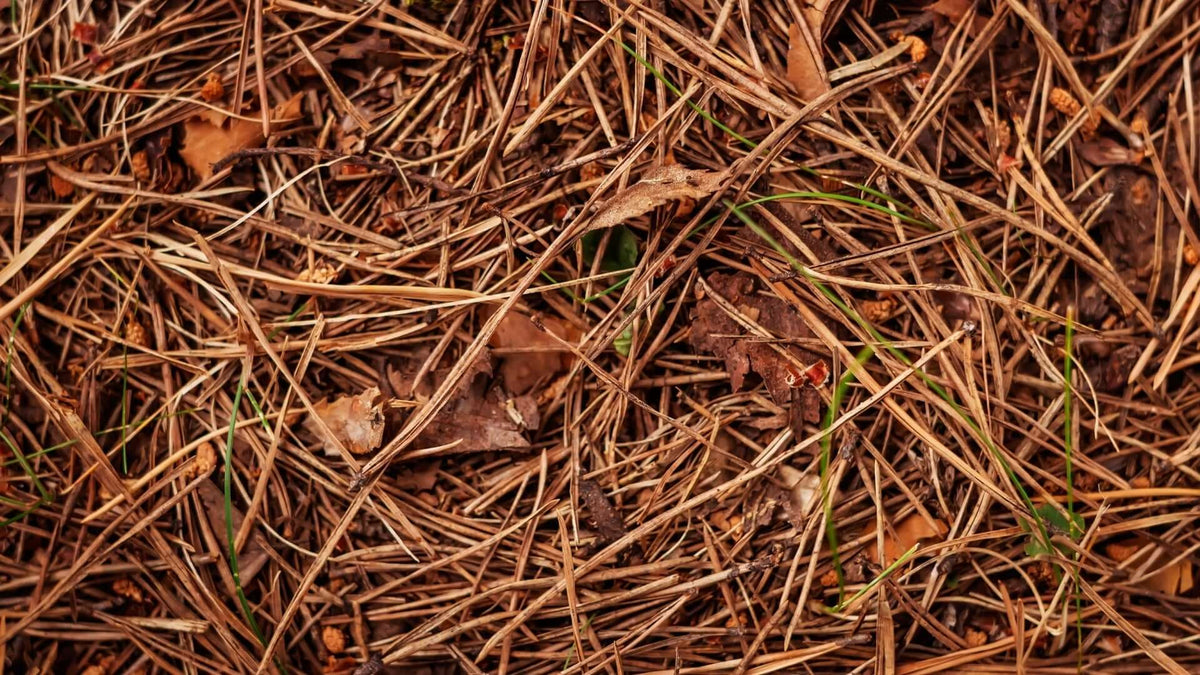 Dense dry brown pine needles with leaves and grass in garden