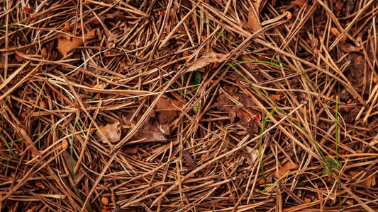 Dense dry brown pine needles with leaves and grass in garden