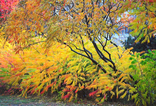 Vibrant smooth sumac tree with feathery autumn leaves in yellow, orange, red.